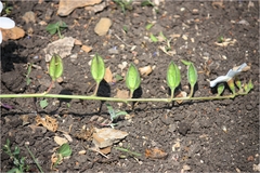 Abelmoschus ficulneus